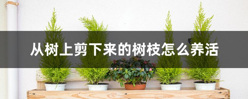 从树上剪下来的树枝怎么养活