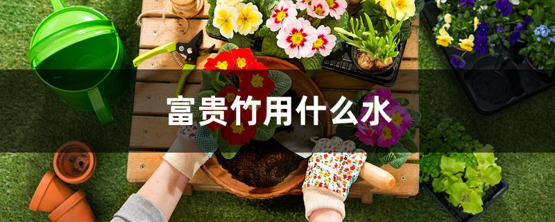 富贵竹用什么水 富贵竹用什么水