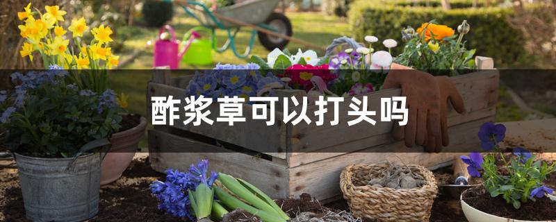 酢浆草可以打头吗 酢浆草可以打头吗