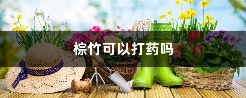 棕竹可以打药吗 棕竹可以打药吗