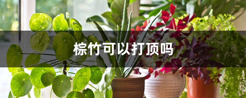 棕竹可以打顶吗