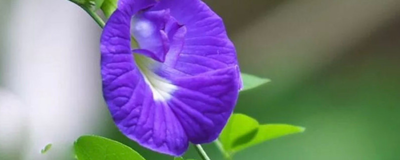 蝶豆花是什么 蝶豆花是什么