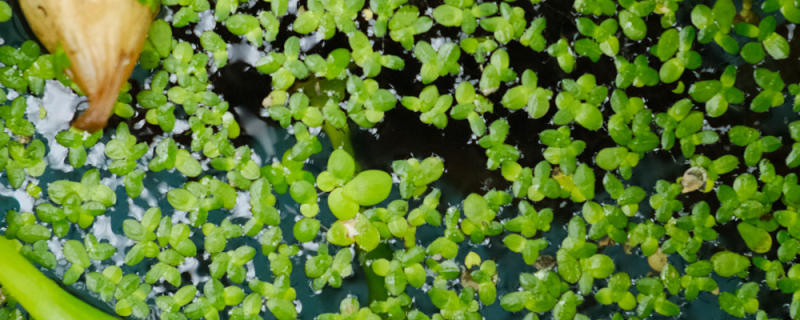 浮萍草是什么植物 浮萍草是什么植物