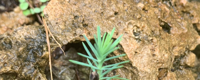 小型假山怎么栽绿植 小型假山怎么栽绿植