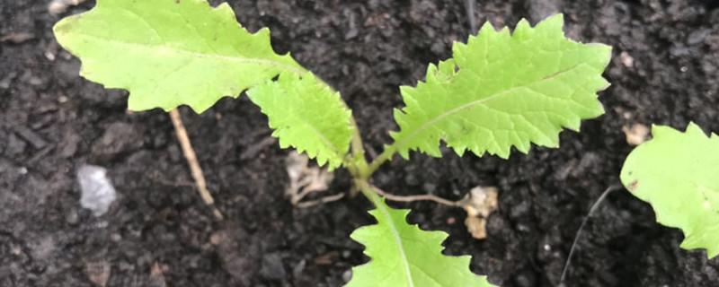 北方雪里红种植方法与时间 北方雪里红种植方法与时间