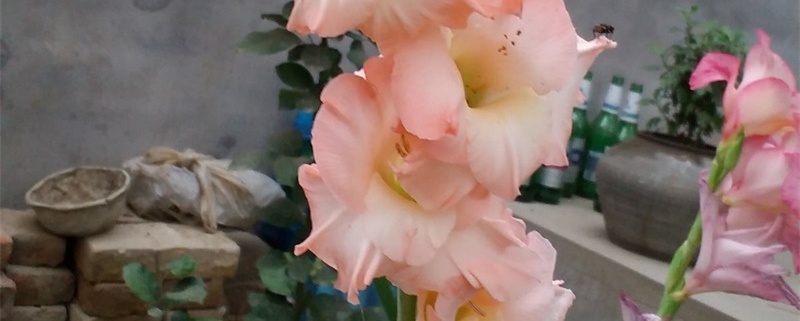 唐菖蒲的盆栽方法 唐菖蒲的盆栽方法