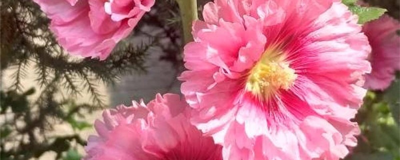 蜀葵是什么 蜀葵是什么