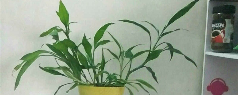怎样养富贵竹 怎样养富贵竹