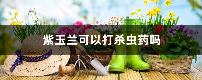紫玉兰可以打杀虫药吗 紫玉兰可以打杀虫药吗