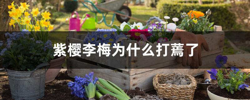 紫樱李梅为什么打蔫了 紫樱李梅为什么打蔫了