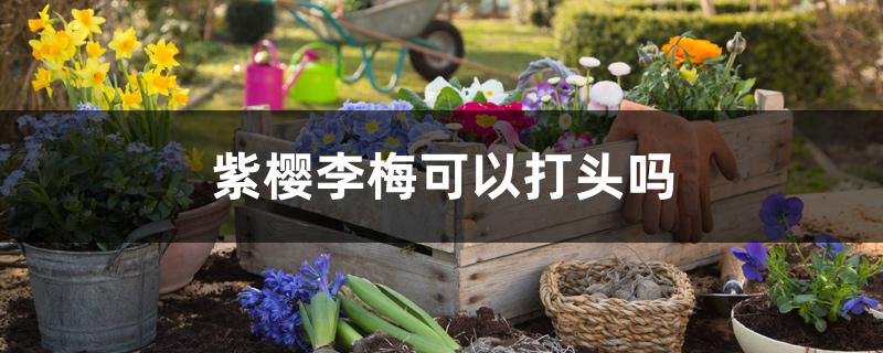 紫樱李梅可以打头吗 紫樱李梅可以打头吗