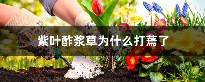 紫叶酢浆草为什么打蔫了 紫叶酢浆草为什么打蔫了