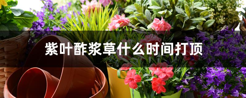 紫叶酢浆草什么时间打顶 紫叶酢浆草什么时间打顶