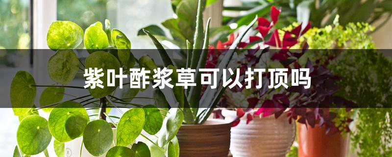 紫叶酢浆草可以打顶吗 紫叶酢浆草可以打顶吗