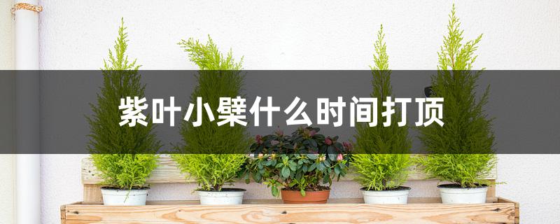 紫叶小檗什么时间打顶 紫叶小檗什么时间打顶