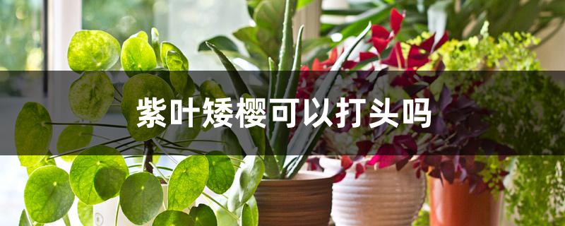 紫叶矮樱可以打头吗 紫叶矮樱可以打头吗