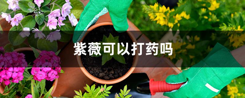 紫薇可以打药吗 紫薇可以打药吗