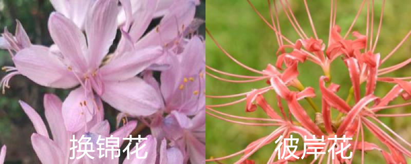 换锦花和彼岸花的区别 换锦花和彼岸花的区别