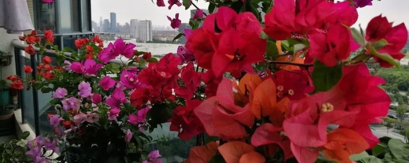 叶子花怎么养 叶子花怎么养