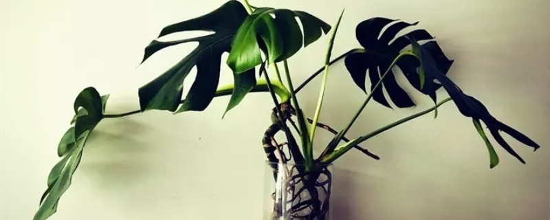 水养绿植怎么能更旺盛 水养绿植怎么能更旺盛