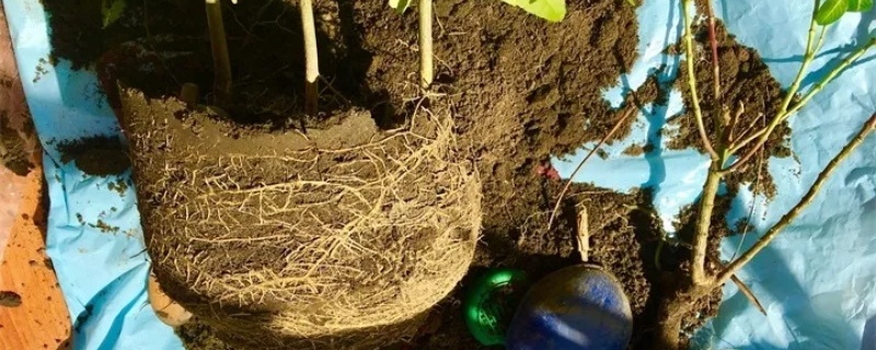 植物换盆注意事项 植物换盆注意事项