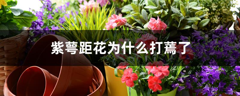紫萼距花为什么打蔫了 紫萼距花为什么打蔫了