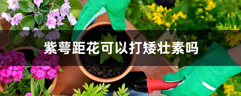 紫萼距花可以打矮壮素吗 紫萼距花可以打矮壮素吗