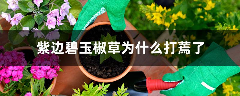 紫边碧玉椒草为什么打蔫了 紫边碧玉椒草为什么打蔫了
