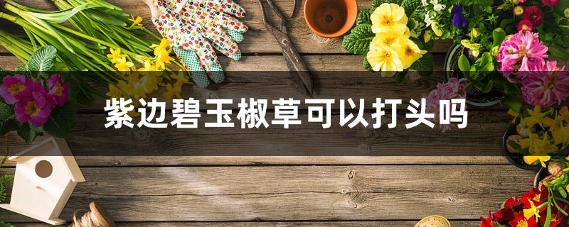 紫边碧玉椒草可以打头吗 紫边碧玉椒草可以打头吗