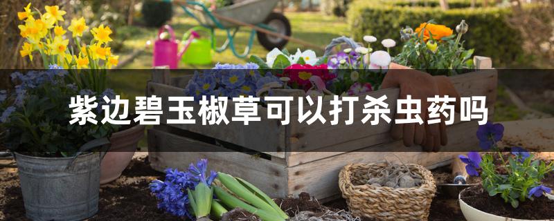 紫边碧玉椒草可以打杀虫药吗 紫边碧玉椒草可以打杀虫药吗