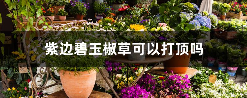 紫边碧玉椒草可以打顶吗 紫边碧玉椒草可以打顶吗