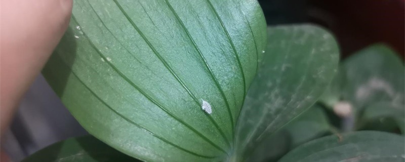 花长了白色的虫子怎么办 花长了白色的虫子怎么办