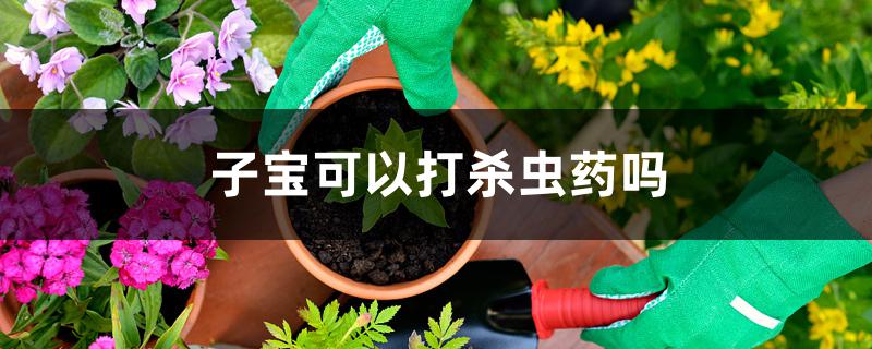 子宝可以打杀虫药吗 子宝可以打杀虫药吗