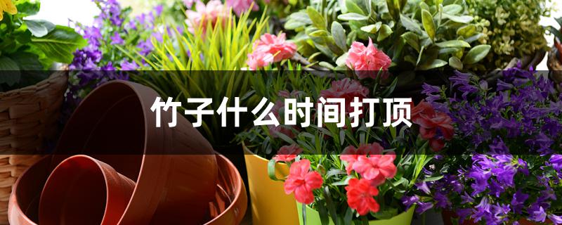 竹子什么时间打顶 竹子什么时间打顶
