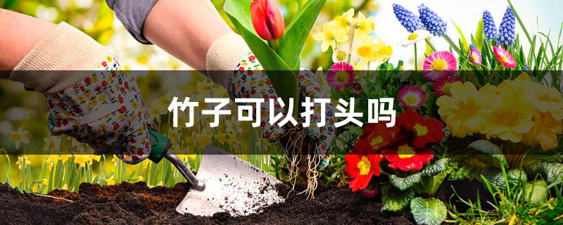 竹子可以打头吗 竹子可以打头吗