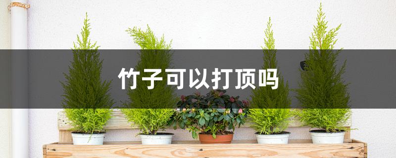 竹子可以打顶吗 竹子可以打顶吗