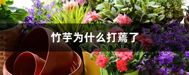 竹芋为什么打蔫了 竹芋为什么打蔫了