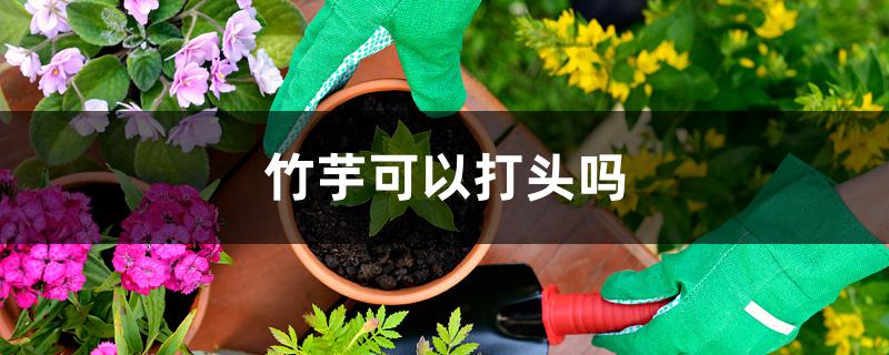 竹芋可以打头吗 竹芋可以打头吗