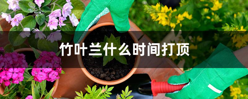 竹叶兰什么时间打顶 竹叶兰什么时间打顶