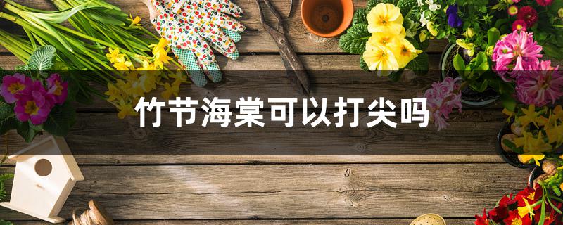 竹节海棠可以打尖吗 竹节海棠可以打尖吗