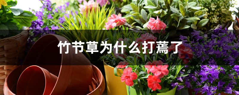 竹节草为什么打蔫了 竹节草为什么打蔫了