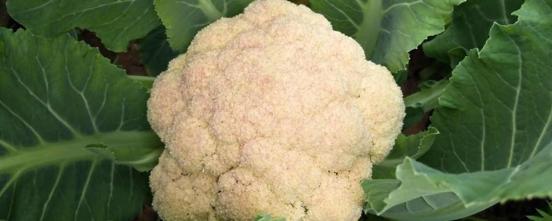 花菜的种植方法和时间 花菜的种植方法和时间