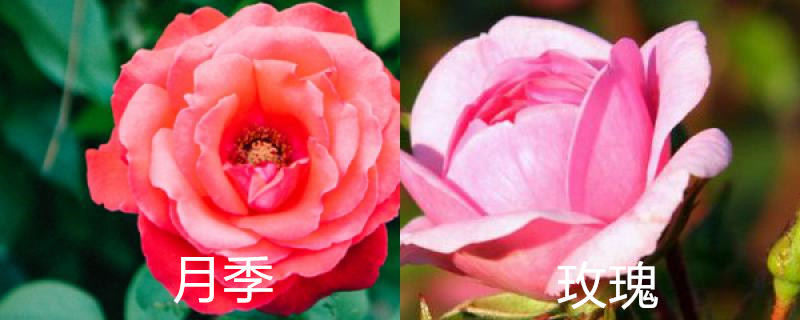 月季玫瑰花区别 月季玫瑰花区别