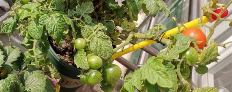 西红柿苗怎么种植和管理 西红柿苗怎么种植和管理