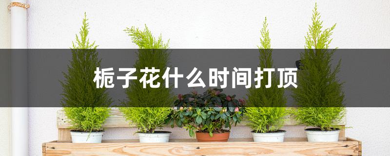 栀子花什么时间打顶 栀子花什么时间打顶