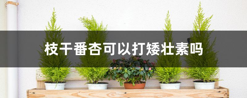 枝干番杏可以打矮壮素吗 枝干番杏可以打矮壮素吗