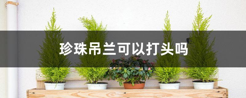 珍珠吊兰可以打头吗 珍珠吊兰可以打头吗