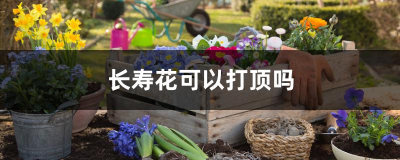长寿花可以打顶吗 长寿花可以打顶吗