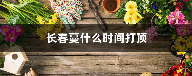 长春蔓什么时间打顶 长春蔓什么时间打顶