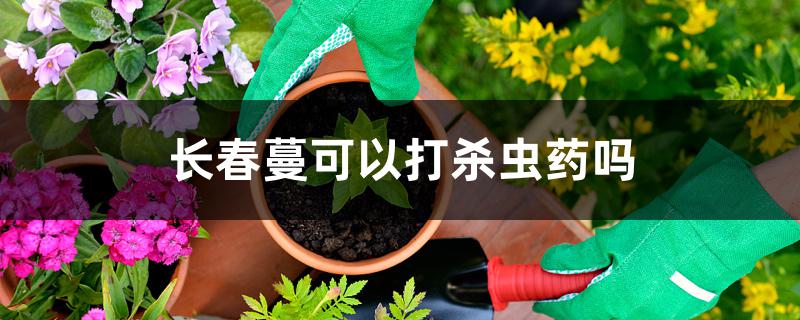 长春蔓可以打杀虫药吗 长春蔓可以打杀虫药吗